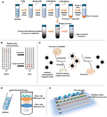 Targeted drug delivery of engineered mesenchymal stem/stromal-cell-derived exosomes in cardiovascular disease: recent trends and future perspectives